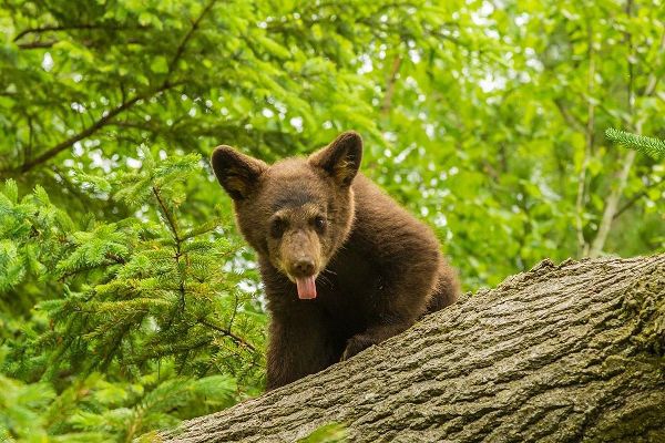 Minnesota-Pine County Black bear cub on tree